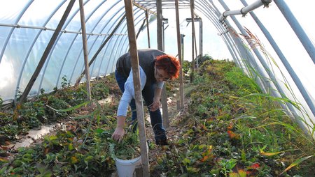 A woman is tending plants in a greenhouse.